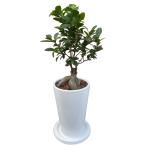 あすつく14時まで 観葉植物 インテリア ガジュマル ギフト 陶器鉢 白 おしゃれ 観葉 植物 鉢植え 低木 木 陶器 多幸の木 お祝い 室内