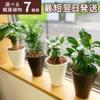 観葉植物 種類 室内 おしゃれ ガジュマル パキラ サンスベリア テーブルヤシ コーヒーの木 ディフェンバキア ガジュマルの木 観葉 植物 鉢植え