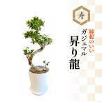 ガジュマル 観葉植物 大型 ガジュマルの木 昇り龍 8号鉢 ギフト おしゃれ 観葉 植物 鉢植え 開店祝い お祝い プレゼント 贈り物 沖縄