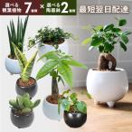 あすつく 14時まで ミニ観葉植物 ガ