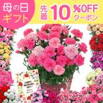 ショッピングランキング 母の日 プレゼント 花 母の日ギフト 2024 ギフト カーネーション 鉢植え 花鉢 おしゃれ 5号 鉢 鉢植 お花 鉢花 ギフトランキング 5号鉢 60代 70代 80代