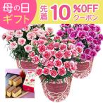母の日 プレゼント 2025 花 ギフト カーネーション 鉢植え 花鉢 5号 鉢 鉢植 お花 鉢花 スイーツ 花とスイーツ おしゃれ 5号鉢 お菓子 文明堂 カステラ