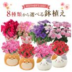 母の日 プレゼント カーネーション 鉢植え 花 ギフト 2025 花鉢 鉢花 鉢 お花 東北〜関西 送料無料 おしゃれ かわいい 母の日ギフト 母の日プレゼント