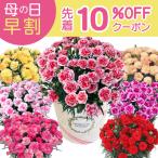 母の日 プレゼント 2024 花 ギフト カーネーション 鉢植え 花鉢 おしゃれ 6号 鉢 鉢植 お花 鉢花 ギフトランキング 6号鉢 60代 70代 80代