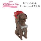 母の日 ギフト プレゼント 花 鉢植え わんわん カーネーション 東北〜関東〜関西送料無料 母の日プレゼント 鉢花 花鉢 花のギフト社