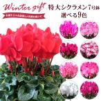 シクラメン 7号鉢 花 ギフト プレゼント お花 7号 鉢 鉢植え 鉢花 花鉢 誕生日 お歳暮 クリスマス フラワーギフト シクラメン鉢植え シクラメン7号鉢