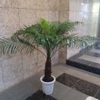 観葉植物 チビヤシ フェニックス ロベレニー 8号 120cm