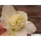花1ガク0蕾2 開花株4号 ”山重ね” 蜜腺こんもり 吉田多弁交配 吉田園芸生産 多弁セミダブル クリスマスローズb106004