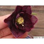 花1ガク0蕾2 開花株3.5号 ”大福” 濃広ブロッチ小野寺園芸生産 八重ダブル クリスマスローズc109015