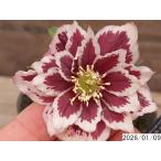 花1ガク0蕾2 開花株3.5号 ”大福” 濃広ブロッチ小野寺園芸生産 八重ダブル クリスマスローズc109018