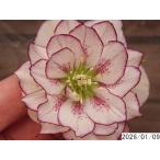 ショッピング花 花1ガク0蕾2 開花株3.5号 