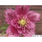 ショッピング花 花1ガク0蕾3 開花株3.5号 小野寺園芸生産 セミダブル クリスマスローズc109070