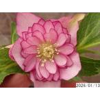 花1ガク0蕾2 開花株4号 吉田園芸生産 八重ダブル クリスマスローズd113002