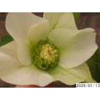 花1ガク0蕾2 開花株4号 吉田園芸生産 シングル クリスマスローズd113004