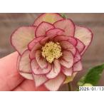 花1ガク0蕾2 開花株3.5号 変わった模様小野寺園芸生産 八重ダブル クリスマスローズd113027