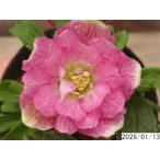 花1ガク0蕾3 開花株3.5号 ”グリーンフラッシュ”緑目小野寺園芸生産 八重ダブル クリスマスローズd113032