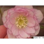 花1ガク0蕾3 開花株3.5号 ”フロッタージュ” 擦れ色 小野寺園芸生産 多弁ダブル クリスマスローズe116007