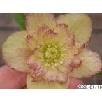 花1ガク0蕾2 開花株3.5号 変わった模様小野寺園芸生産 八重ダブル クリスマスローズe116019