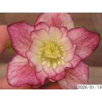 花1ガク0蕾0 開花株3.5号 変わった模様小野寺園芸生産 八重ダブル クリスマスローズe116022