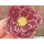 花1ガク0蕾2 開花株3.5号 