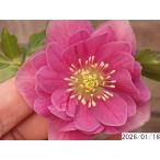 花1ガク0蕾2 開花株3.5号 白ピコ 小野寺園芸生産 八重ダブル クリスマスローズe116027