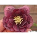 花1ガク0蕾2 開花株3.5号 ”大福” 濃広ブロッチ小野寺園芸生産 八重ダブル クリスマスローズe116033