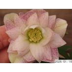 花1ガク0蕾3 開花株3.5号 変わった模様小野寺園芸生産 八重ダブル クリスマスローズe116038