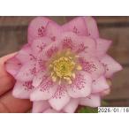 花1ガク0蕾3 開花株3.5号 小野寺園芸生産 八重ダブル クリスマスローズe116076