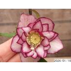 花1ガク0蕾2 開花株3.5号 難あり小野寺園芸生産 八重ダブル クリスマスローズe116083