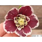 花1ガク0蕾2 開花株3.5号 ”大福” 濃広ブロッチ小野寺園芸生産 セミダブル クリスマスローズe116084