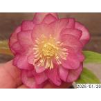 ショッピングクリスマスローズ 花1ガク0蕾2 開花株4号 変わった色吉田園芸生産 八重ダブル クリスマスローズf120004