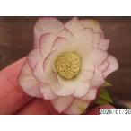 花1ガク0蕾1 開花株4号 吉田園芸生産 八重ダブル クリスマスローズf120005