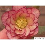 ショッピングクリスマスローズ 花1ガク0蕾2 開花株3.5号 小野寺園芸生産 多弁ダブル クリスマスローズf120017