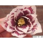 花1ガク0蕾3 開花株3.5号 ”大福” 濃広ブロッチ小野寺園芸生産 八重ダブル クリスマスローズf120023