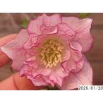 ショッピングクリスマスローズ 花1ガク0蕾1 開花株3.5号 変わった模様小野寺園芸生産 八重ダブル クリスマスローズf120032