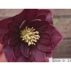 花1ガク0蕾2 開花株3.5号 ”大福” 濃広ブロッチ小野寺園芸生産 八重ダブル クリスマスローズg123026