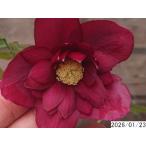 ショッピングクリスマスローズ 花1ガク0蕾2 開花株3.5号 レッド小野寺園芸生産 八重ダブル クリスマスローズg123027