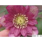 ショッピングクリスマスローズ 花1ガク0蕾2 開花株3.5号 小野寺園芸生産 八重ダブル クリスマスローズg123092