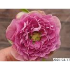 ショッピング花 花1ガク0蕾1 開花株4号 うねり花弁 波重ね多弁吉田多弁交配 吉田園芸生産 超多弁 クリスマスローズu317005