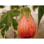  Abu chi long Мали na рассада . ввод лист 