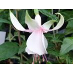  wellfare a полка .-do рассада 