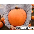  Halloween Jack o- фонарь для тыква средний шар вид LL 9kg