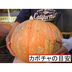  Halloween для огромный вид тыква огромный размер продольный . тыква type 