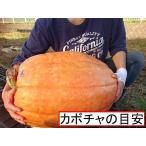  Halloween для огромный вид тыква огромный размер ширина направление эллипс type 