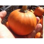 [ перевод есть ] Halloween тыква Mini размер 5 шт. комплект 