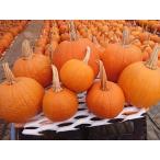 [ большая вместимость специальная цена ] Halloween тыква вечеринка комплект ( размер 4 вид 8 шт. комплект примерно 10kg) | Home вечеринка * магазин оборудование орнамент * подарок .