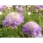 宿根草多年草スカビオサ苗 Buyee 日本代购平台 产品购物网站大全 Buyee一站式代购bot Online