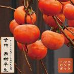 甘柿苗西村早生果樹苗木接木苗12ｃ...