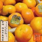 甘柿苗松本早生富有果樹苗木接木苗1...