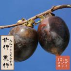甘柿苗黒柿果樹苗木接木苗12ｃｍロ...